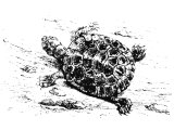Tortoise, (Emys Caspica), Heb. TzaB (Lev.11.29)